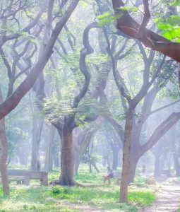 A forest is a bigger loss since it is an entire ecosystem including multiple species.