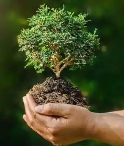 Conversely, social challenges also impact the environment. As land gets scarce, with acquisition for factories, mines and wildlife reserves, the landless and the displaced have little choice but to occupy forest land and clear them for agriculture, potentially impacting biodiversity and forests.